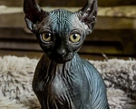 Кошки в Бийске: Сфинкс двэльф Девочка, 15 000 руб. - фото 1