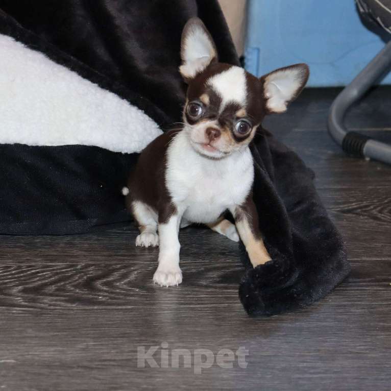 Собаки в Москве: Шоколадка. Девочка чихуахуа Девочка, 65 000 руб. - фото 6