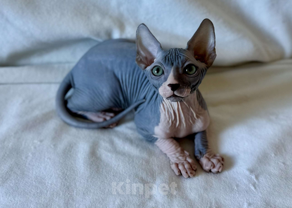 Кошки в Москве: Мальчик канадского сфинкса Мальчик, 45 000 руб. - фото 4