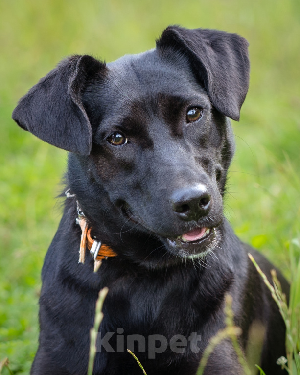 Собаки в Москве: Девочка в добрые руки Девочка, Бесплатно - фото 2