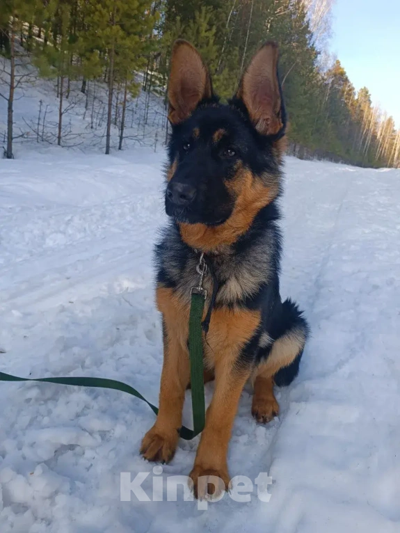 Собаки в Екатеринбурге: Продажа Девочка, 15 000 руб. - фото 7