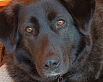 Собаки в Балашихе: Мишель - семейная  Девочка, Бесплатно - фото 2
