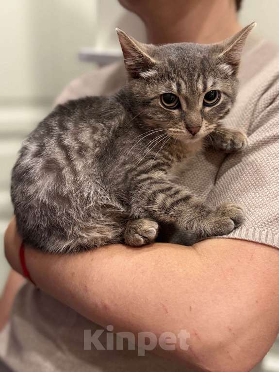 Кошки в Москве: Котенок - мальчик ищет дом! Мальчик, Бесплатно - фото 4