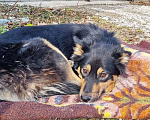 Собаки в Санкт-Петербурге: Настоящее сокровище в поисках дома Девочка, Бесплатно - фото 6