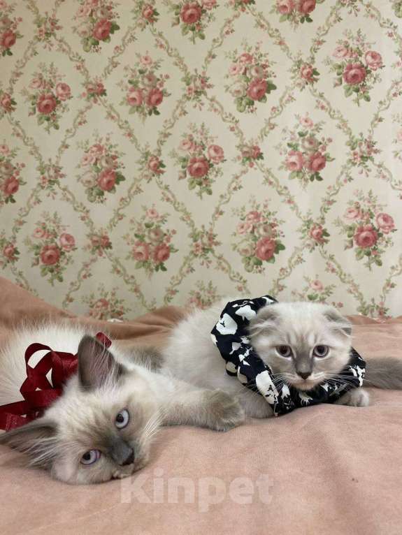 Кошки в Белгороде: Шотландские котята Мальчик, 7 000 руб. - фото 3