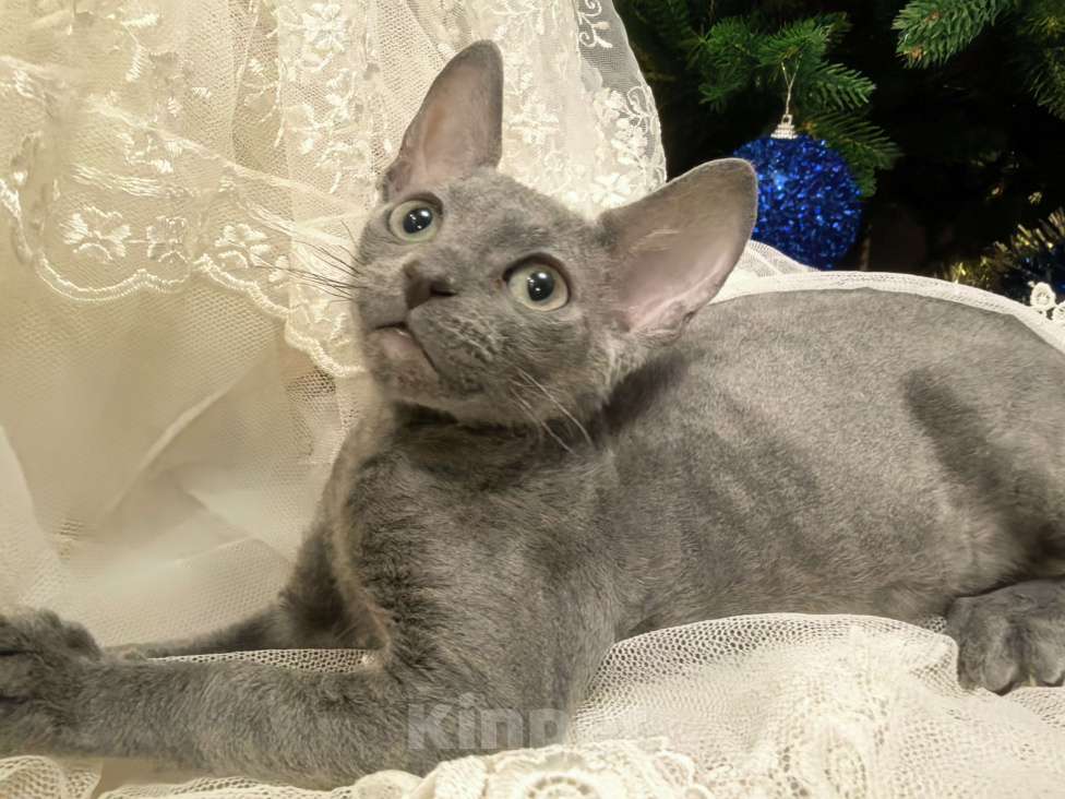 Кошки в других городах Тульской области: Маленькая принцесса Алиса Девочка, 50 000 руб. - фото 8