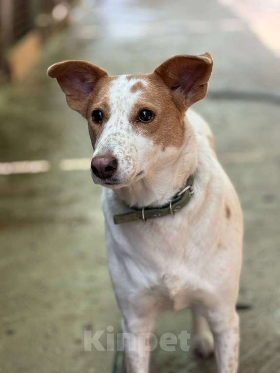 Собаки в Москве: Веснушка, девочка поцелованная солнцем Девочка, Бесплатно - фото 2
