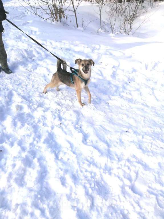 Собаки в Москве: Шустрик в добрые руки! Мальчик, Бесплатно - фото 6