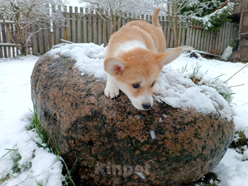 Собаки в других городах Ленинградской области: Продаются щенки вельш корги пемброк Мальчик, 70 000 руб. - фото 7