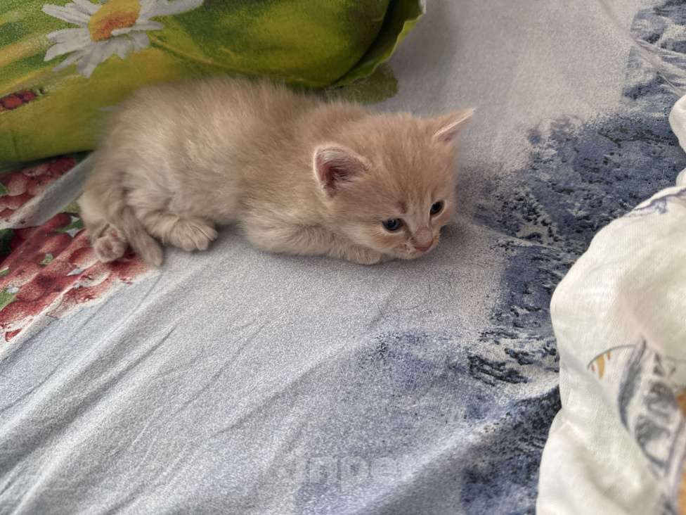 Кошки в Омске: Продам котенка мальчика Мальчик, 1 000 руб. - фото 3