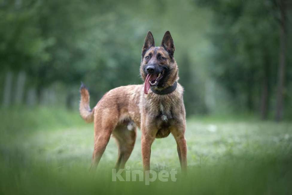 Собаки в Москве: Малик Мальчик, Бесплатно - фото 5