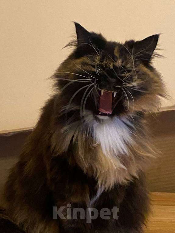 Кошки в Москве: Очень нежная кошечка Пуся ищет себе новых родителей Мальчик, Бесплатно - фото 2