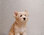 Собаки в Курчатове: Щенок золотого Йорка-Голддаст Мальчик, 35 руб. - фото 1