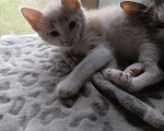 Кошки в Истре: Замечательный котенок в добрые руки Мальчик, 50 руб. - фото 3