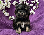 Собаки в Москве: Йорк бэби фейс мальчик чёрный стандарт Мальчик, 50 000 руб. - фото 7