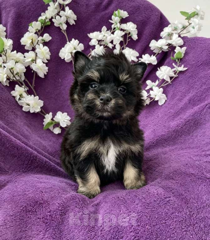 Собаки в Москве: Йорк бэби фейс мальчик чёрный стандарт Мальчик, 50 000 руб. - фото 7