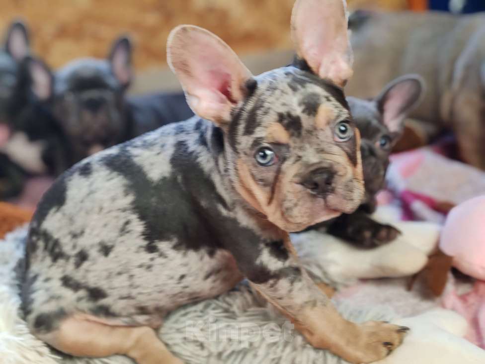 Собаки в Санкт-Петербурге: Шикарный лиловый мальчик Мальчик, 60 000 руб. - фото 6