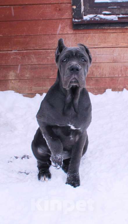 Собаки в Москве: Кане корсо. Две девочки Девочка, 60 000 руб. - фото 4