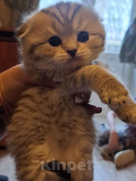 Кошки в Москве: Шотландские вислоухие котята Разнополые, 15 000 руб. - фото 5