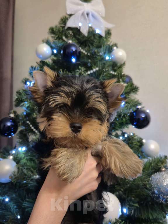 Собаки в Балашихе: Йоркширского терьера щенок Мальчик, Бесплатно - фото 1