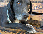 Собаки в Владимире: Метис дога Мальчик, Бесплатно - фото 4