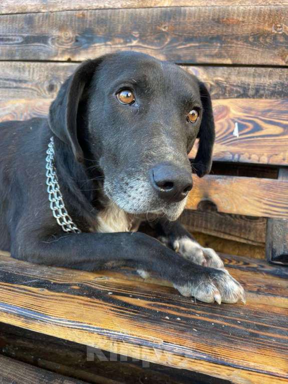 Собаки в Владимире: Метис дога Мальчик, Бесплатно - фото 4
