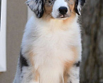 Собаки в Зеленограде: Миниатюрная Американская овчарка  Мальчик, 100 000 руб. - фото 1