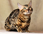 Кошки в Наро-Фоминске: Бенгальский кот. Приглашаем на вязку, 12 000 руб. - фото 1