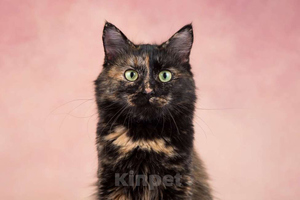 Кошки в Москве: Муся ищет дом Девочка, Бесплатно - фото 3