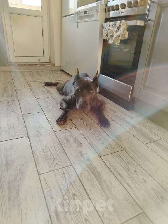 Собаки в Санкт-Петербурге: В добрые руки чудесного мальчика Мальчик, Бесплатно - фото 6