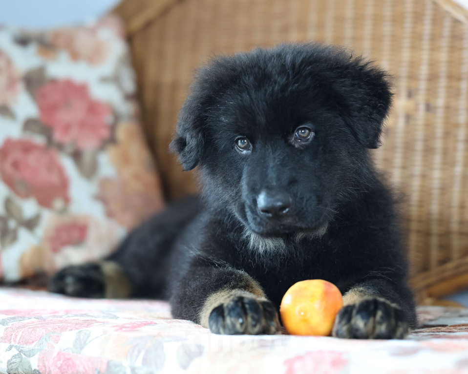 Собаки в Химках: Длинношерстная немецкая овчарка (Кобель). Готов к переезду! Мальчик, Бесплатно - фото 3