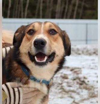 Собаки в Москве: Арамис Мальчик, Бесплатно - фото 2