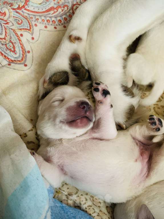 Собаки в Челябинске: Свободны к бронированию , маленькие комочки счастья !Все документы, клеймо ! Метрики ! Чипы. Разнополые, 65 000 руб. - фото 4