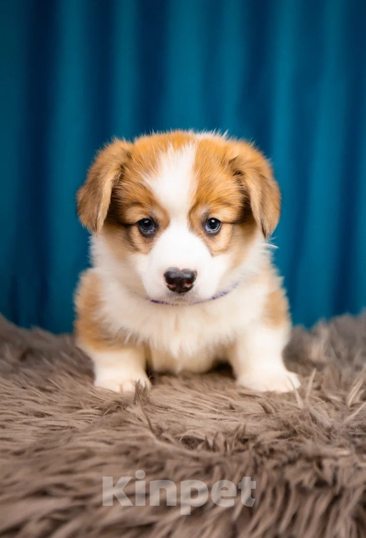 Собаки в Новосибирске: Валентайн щенок Корги Мальчик, 80 000 руб. - фото 2