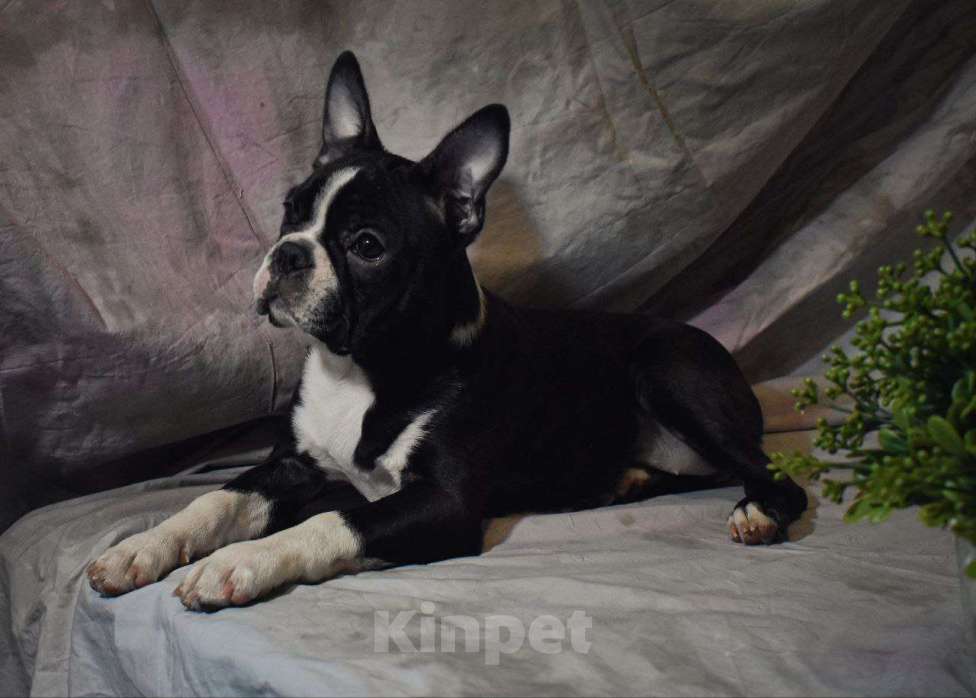 Собаки в Омске: Девочка бостон терьер Девочка, 68 000 руб. - фото 7