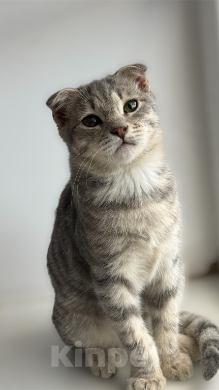 Кошки в Краснодаре: Котенок в добрые руки Мальчик, Бесплатно - фото 1