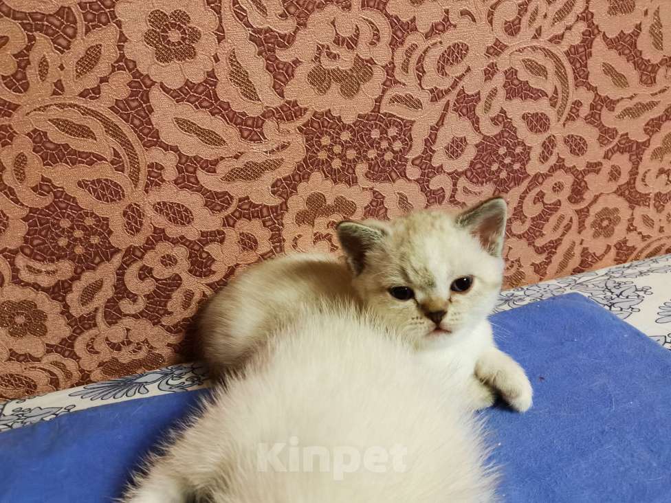 Кошки в Москве: Шотландцы котята мальчики и девочки  Девочка, 15 000 руб. - фото 3