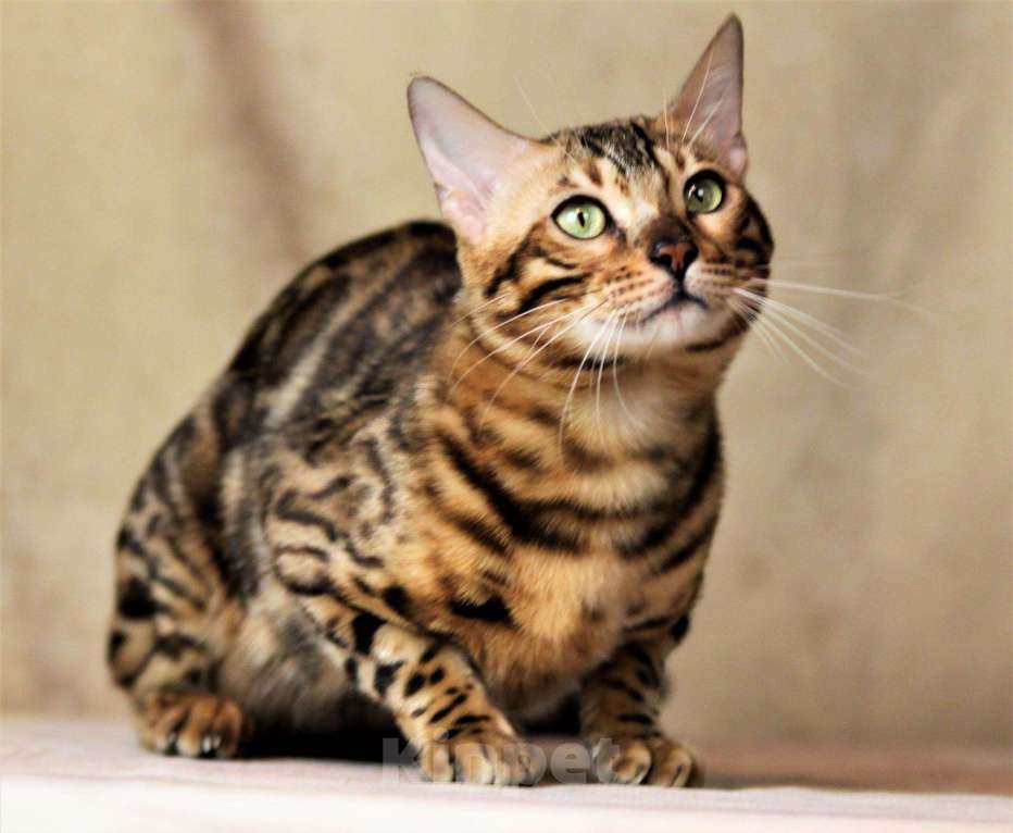 Кошки в Наро-Фоминске: Бенгальский кот. Приглашаем на вязку, 12 000 руб. - фото 1