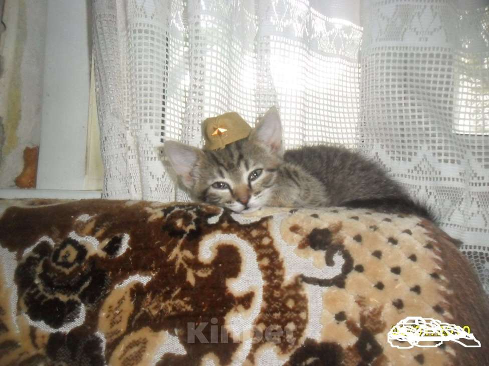 Кошки в Воронеже: Котят в добрые руки отдам, 1 руб. - фото 1
