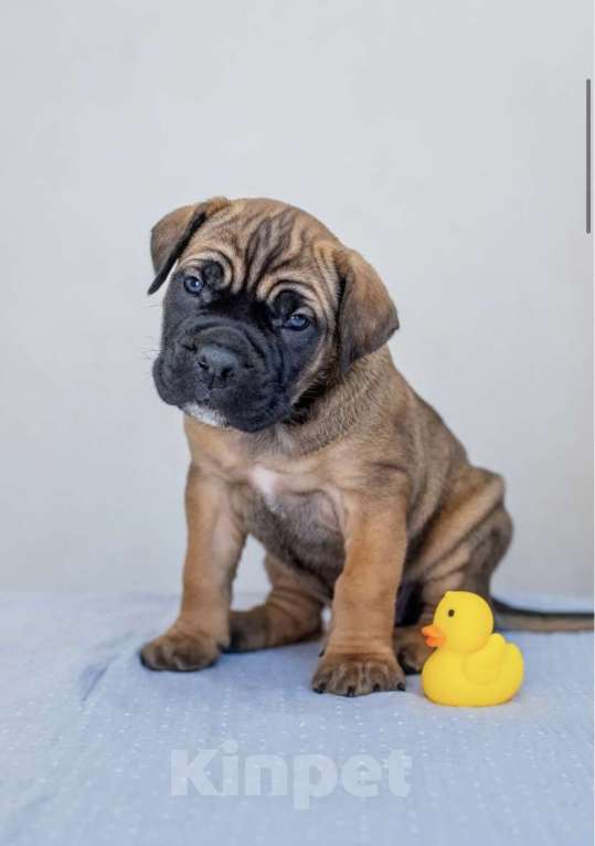 Собаки в Краснодаре: Продам щенков кане-корсо Мальчик, 100 000 руб. - фото 7