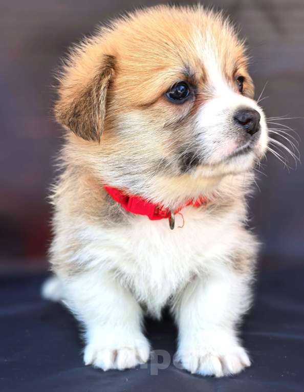 Собаки в Москве: Девочка вельш корги пемброк Девочка, 60 000 руб. - фото 2