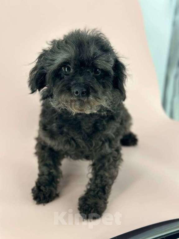 Собаки в Подольске: Мальтипу, Взрослая собака Девочка, Бесплатно - фото 1