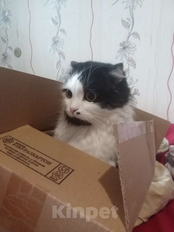 Кошки в Уфе: Взрослая кошка в добрые руки Девочка, Бесплатно - фото 1