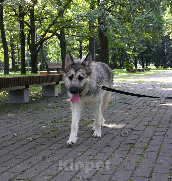 Собаки в Москве: Щенок в добрые руки бесплатно Москва Мальчик, Бесплатно - фото 5