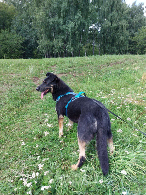 Собаки в Москве: Крупный щенок Девочка, Бесплатно - фото 3