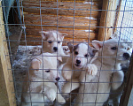 Собаки в Прокопьевске: щенок лайки Девочка, 3 000 руб. - фото 4