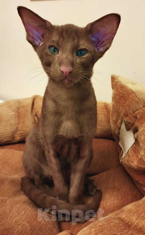 Кошки в Москве: Ориентальные котята Мальчик, 40 000 руб. - фото 5