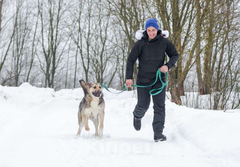 Собаки в Москве: Добрый и ласковый молодой пёс Джек в добрые руки Мальчик, 1 руб. - фото 4