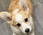 Собаки в Балашихе: Красивая девочка Вельш корги Пемброк Девочка, 50 000 руб. - фото 4