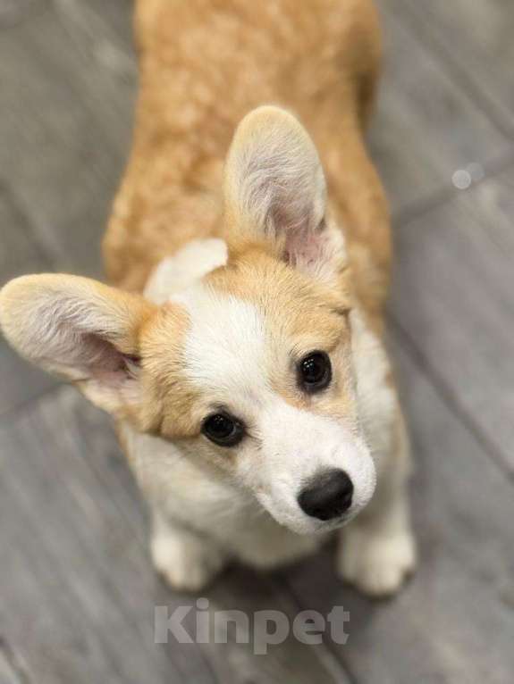 Собаки в Балашихе: Красивая девочка Вельш корги Пемброк Девочка, 50 000 руб. - фото 4